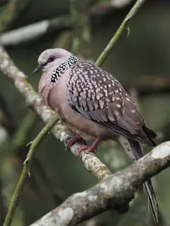 珠颈斑鸠