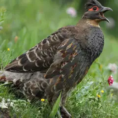 黄喉雉鹑